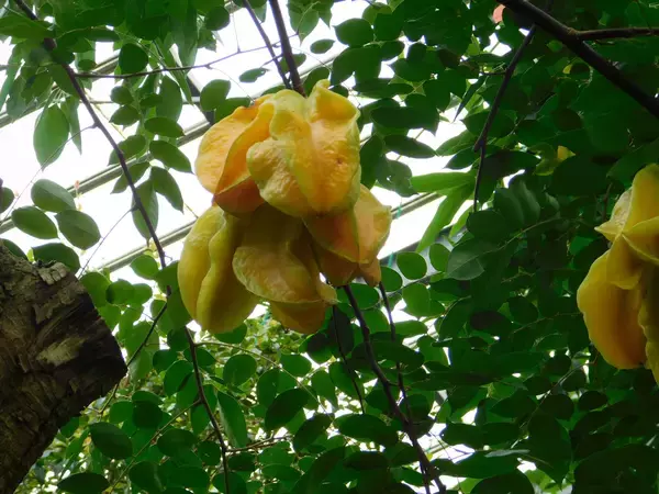 「サステナブルクラフトビール『Tropical Railway Brew』誕生　熱川バナナワニ園×伊豆急×反射炉ビヤ 共同開発」の画像