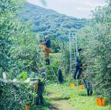 「サステナブルクラフトビール『Tropical Railway Brew』誕生　熱川バナナワニ園×伊豆急×反射炉ビヤ 共同開発」の画像4