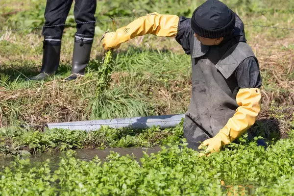 「新入社員が畑で学んだ、生産者の想い。仙台産レタスを料理長とともに一皿へ」の画像
