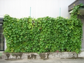 天然ヘチマカーテンのエアコンで真夏の省エネ対策　オーガニックコスメ会社「ネオナチュラル」が壁面緑化参加者を募集