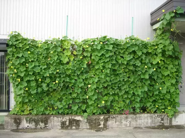 「天然ヘチマカーテンのエアコンで真夏の省エネ対策　オーガニックコスメ会社「ネオナチュラル」が壁面緑化参加者を募集」の画像