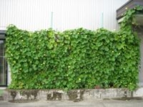 天然ヘチマカーテンのエアコンで真夏の省エネ対策　オーガニックコスメ会社「ネオナチュラル」が壁面緑化参加者を募集