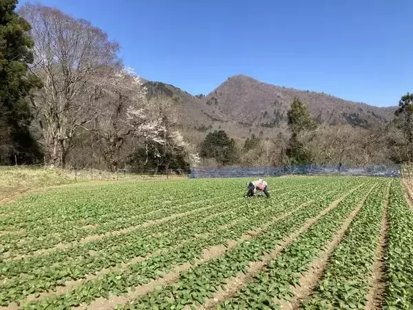 「【SNSキャンペーン】総計100kg！ 那須塩原ブランド「塩原かぶ」10kgを10名様にプレゼント！」の画像