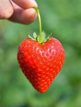 ～いちご王国からお届け！大粒でジューシー甘さが主役～全農直営飲食店舗で「栃木県産とちあいかフェア」を２月６日(金)～２月１９日(木)まで開催