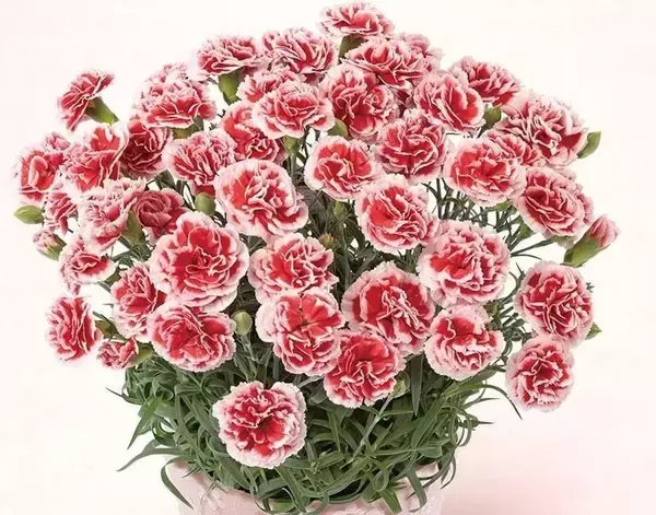 色とりどりのカーネーションからお母さんにぴったりの色を選べる！「ＪＡタウン」のショップ「ＪＡ全農かながわ」で母の日限定ラッピングの花商品を多数販売