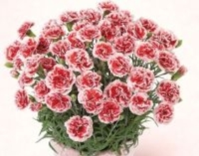 色とりどりのカーネーションからお母さんにぴったりの色を選べる！「ＪＡタウン」のショップ「ＪＡ全農かながわ」で母の日限定ラッピングの花商品を多数販売