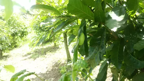 「横浜発シルクコスメが「ヨコハマ・グッズ横濱」に認定」の画像