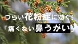 「【花粉の飛散が本格化する季節】つらい花粉症に！「痛くない鼻うがい」」の画像1