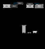 「遺伝性ニューロパチーに対する新たな治療戦略を提案」の画像1