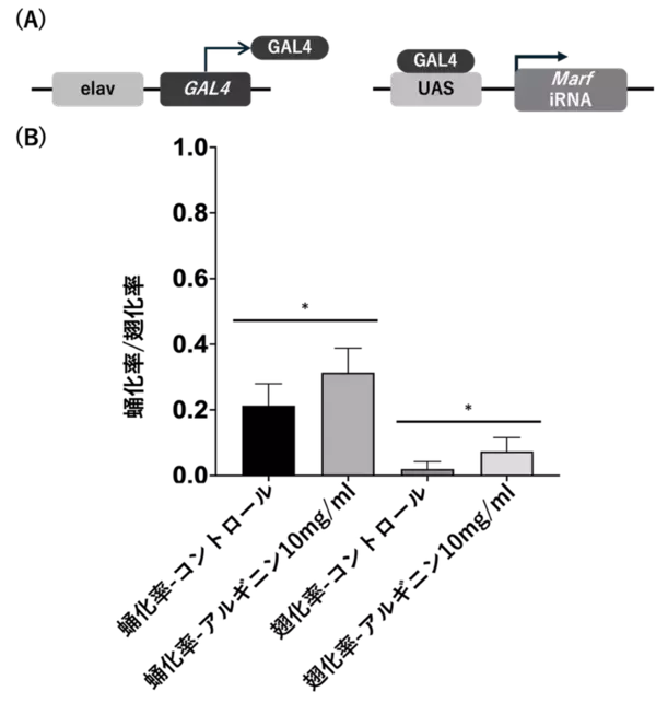 遺伝性ニューロパチーに対する新たな治療戦略を提案