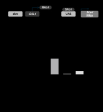 遺伝性ニューロパチーに対する新たな治療戦略を提案