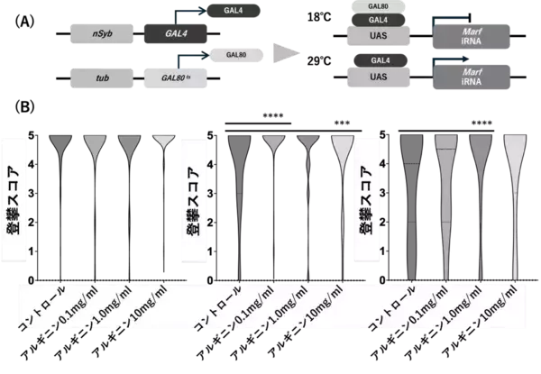 「遺伝性ニューロパチーに対する新たな治療戦略を提案」の画像