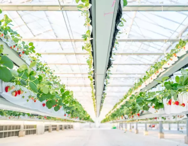 「the BERRY YOKOHAMA」が12月13日より　今シーズンのいちご狩りを開始！　昨季11,448名来場の人気いちご狩り、年末年始も特別営業