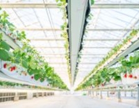 「the BERRY YOKOHAMA」が12月13日より　今シーズンのいちご狩りを開始！　昨季11,448名来場の人気いちご狩り、年末年始も特別営業