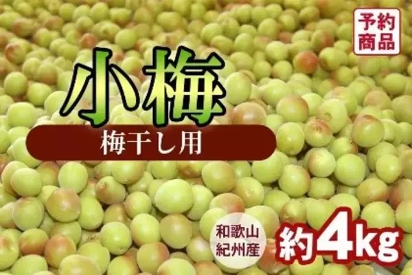 「日本一の収穫量を誇る和歌山県の梅をＪＡタウンで販売開始！　　」の画像