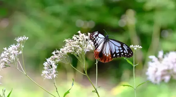 秋を連れてくる“渡り蝶”「アサギマダラ」が六甲高山植物園に飛来！