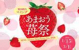 「「マイングあまおう苺祭2026」開催！あまおう商品は90種以上！あまおう苺の魅力を博多から世界へ発信します。【博多のあまおう処マイング】」の画像1