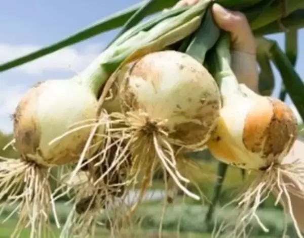 「大阪・枚方エリアを中心に循環型社会を目指す参加型イベント　第2回RE：FES（リ：フェス）開催」の画像