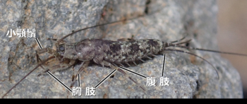【名城大学】原始的な昆虫、イシノミ目で“交尾器の結合”を初確認！ 昆虫の交尾進化を読み解く重要な手がかりを発見