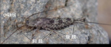 【名城大学】原始的な昆虫、イシノミ目で“交尾器の結合”を初確認！ 昆虫の交尾進化を読み解く重要な手がかりを発見