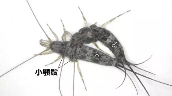 「【名城大学】原始的な昆虫、イシノミ目で“交尾器の結合”を初確認！ 昆虫の交尾進化を読み解く重要な手がかりを発見」の画像
