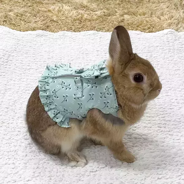 「ドギーマンハヤシの小動物ブランド「ミニアニマン」から『うさちゃんのおめかしハーネス』が2月20日に発売！」の画像