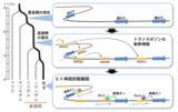 「「動くDNA」トランスポゾンが脳の進化をもたらした可能性を示唆　神経細胞の遺伝子制御の進化の仕組みを解明」の画像1