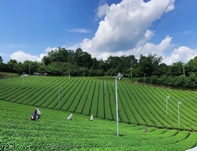 奈良県産「大和抹茶」の化粧品原料化を実現ご当地コスメを通じて奈良の農の魅力を国内外へ発信2027年度中に洗顔石けんやハンドクリームを上市予定