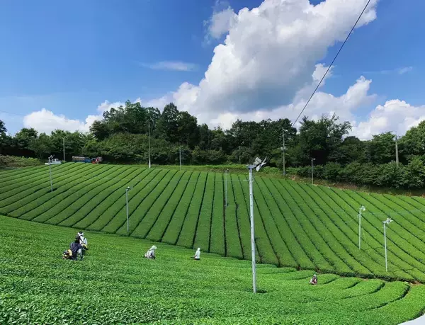 奈良県産「大和抹茶」の化粧品原料化を実現ご当地コスメを通じて奈良の農の魅力を国内外へ発信2027年度中に洗顔石けんやハンドクリームを上市予定