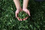「奈良県産「大和抹茶」の化粧品原料化を実現ご当地コスメを通じて奈良の農の魅力を国内外へ発信2027年度中に洗顔石けんやハンドクリームを上市予定」の画像2