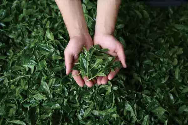 「奈良県産「大和抹茶」の化粧品原料化を実現ご当地コスメを通じて奈良の農の魅力を国内外へ発信2027年度中に洗顔石けんやハンドクリームを上市予定」の画像