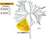 「多糖合成反応に多糖分解酵素が必要！？　－グルコマンナン合成に関わるゴルジ体局在タイプマンナナーゼを同定－」の画像2
