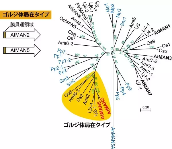 「多糖合成反応に多糖分解酵素が必要！？　－グルコマンナン合成に関わるゴルジ体局在タイプマンナナーゼを同定－」の画像
