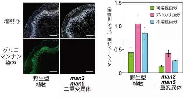 「多糖合成反応に多糖分解酵素が必要！？　－グルコマンナン合成に関わるゴルジ体局在タイプマンナナーゼを同定－」の画像