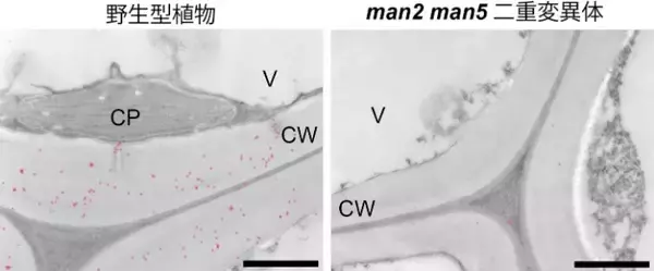 「多糖合成反応に多糖分解酵素が必要！？　－グルコマンナン合成に関わるゴルジ体局在タイプマンナナーゼを同定－」の画像