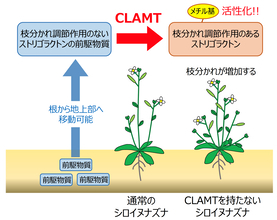 植物の枝分かれ調節ホルモンの合成メカニズムを解明