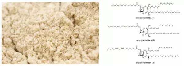米糠の副産物から3種の新規化合物を発見し、その化学構造を解明　このうち1種が皮膚のバリア機能を高めることを明らかに