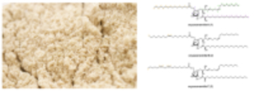 米糠の副産物から3種の新規化合物を発見し、その化学構造を解明　このうち1種が皮膚のバリア機能を高めることを明らかに