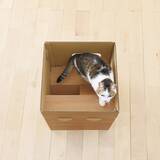 「ペピイが「普通のダンボールより楽しいダンボールの小屋」など新商品を4月21日から発売開始！」の画像2