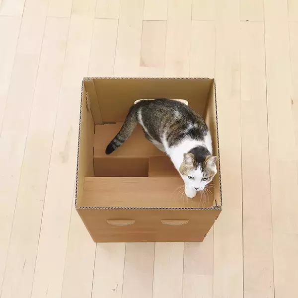 「ペピイが「普通のダンボールより楽しいダンボールの小屋」など新商品を4月21日から発売開始！」の画像