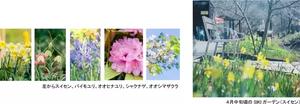「ROKKO森の音ミュージアムフェア「ハーモニー・オブ・ガーデン」六甲山のナチュラルガーデンのフラワーシーズン到来2026年3月14日（土）～8月21日（金）」の画像
