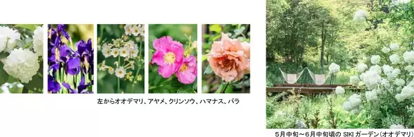 「ROKKO森の音ミュージアムフェア「ハーモニー・オブ・ガーデン」六甲山のナチュラルガーデンのフラワーシーズン到来2026年3月14日（土）～8月21日（金）」の画像