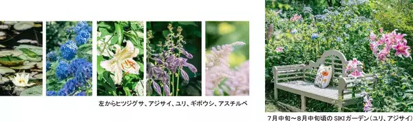 「ROKKO森の音ミュージアムフェア「ハーモニー・オブ・ガーデン」六甲山のナチュラルガーデンのフラワーシーズン到来2026年3月14日（土）～8月21日（金）」の画像