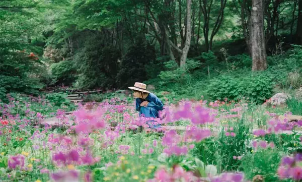 六甲高山植物園 花盛り！大群落の「クリンソウ」が見頃です