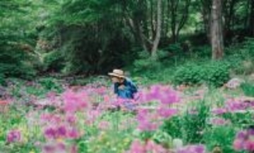 六甲高山植物園 花盛り！大群落の「クリンソウ」が見頃です