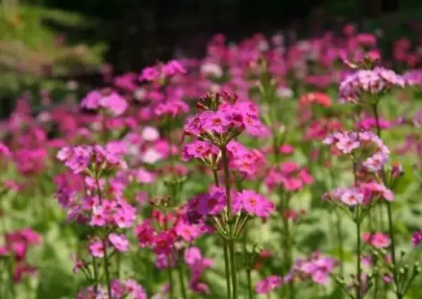 「六甲高山植物園 花盛り！大群落の「クリンソウ」が見頃です」の画像