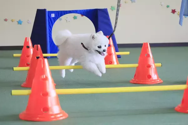 「「ゆとりろ洞爺湖」が大型犬の宿泊受け入れ開始　愛犬との旅がもっと身近に｜2026年7月より」の画像