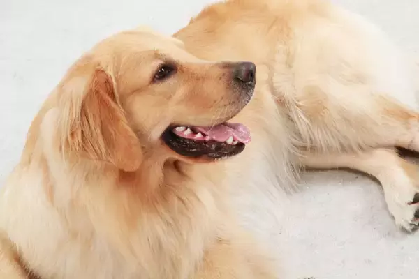 「「ゆとりろ洞爺湖」が大型犬の宿泊受け入れ開始　愛犬との旅がもっと身近に｜2026年7月より」の画像