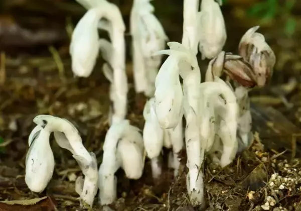 六甲高山植物園 神出鬼没？！ギンリョウソウモドキが今年も開花！