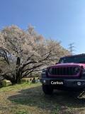 「【技術の無駄遣い？】リアルト合同会社、最新AI（Gemini）を導入して車のナンバーを隠して即SNS投稿できるWebアプリ『Carkus（カークス）』β版を公開。ご意見・ご要望の受付を開始」の画像1
